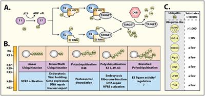 Editorial: Regulation of hormone and growth factor signalling by ubiquitin and ubiquitin-like protein modifications